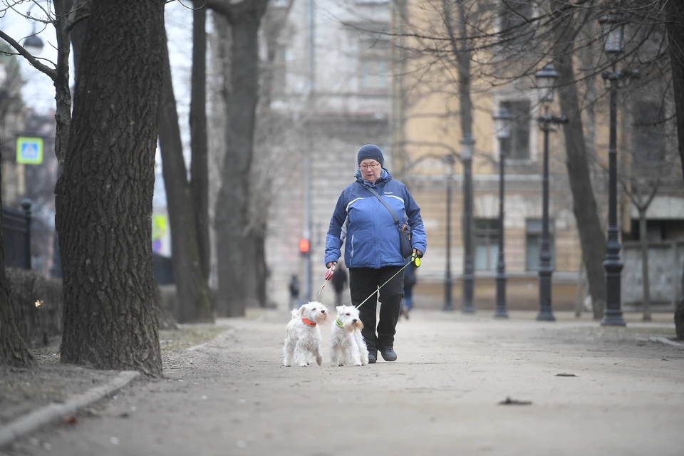 Узнали, кто будет следить за собачниками, когда вступит в силу новый закон.