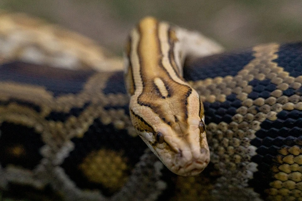 Минута в смертельных объятиях: гид едва не стал добычей огромной змеи на глазах туристов