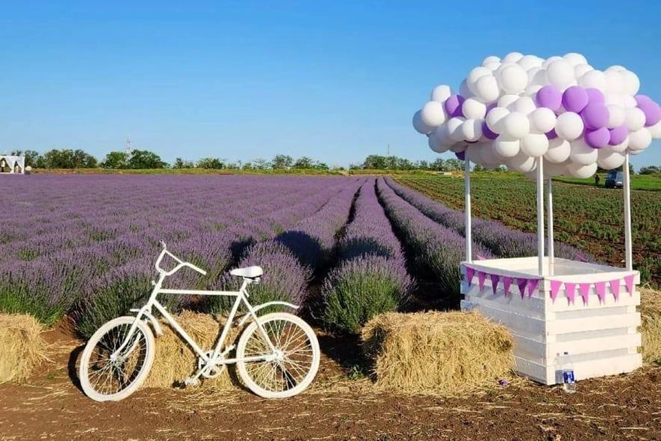 Лавандовые поля пользуются спросом у отдыхающих. Фото: из архива Сергея Сильченко