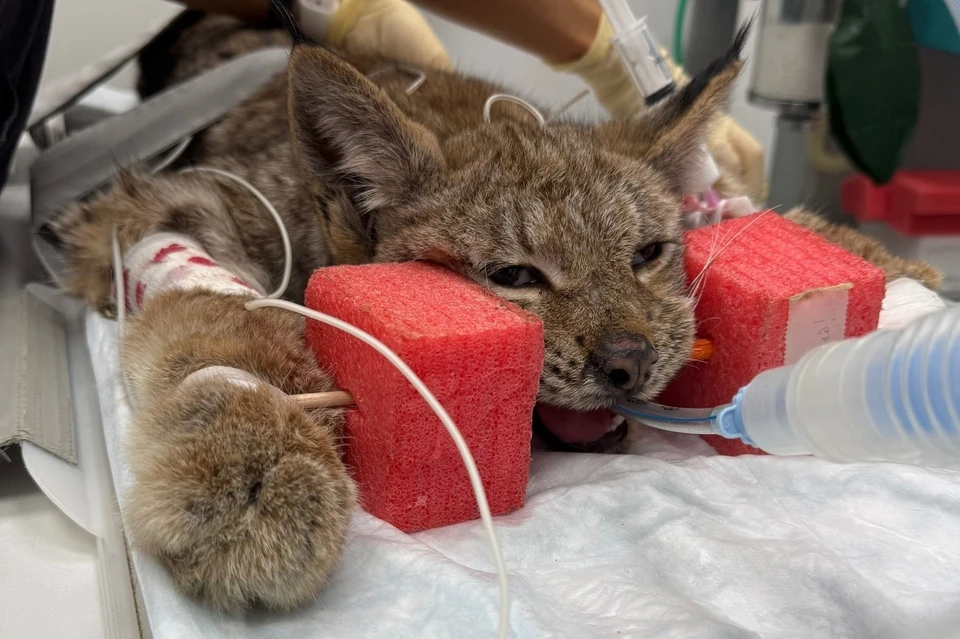 Волонтеры ждут результатов КТ и анализов. Фото: vk.com/nest_xxl