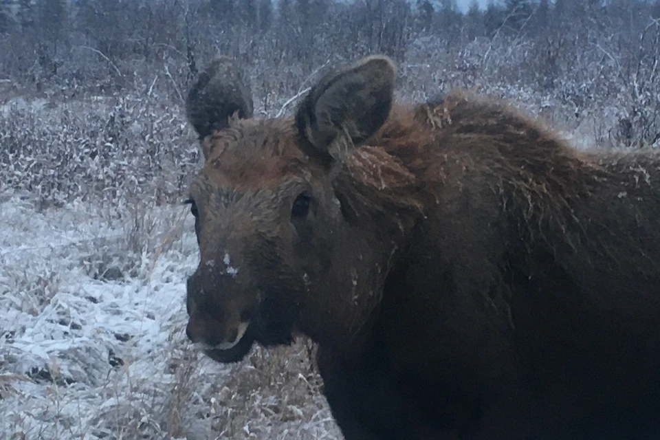 Лосенка надеются в будущем снабдить протезом