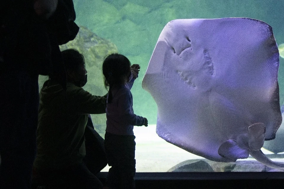 В Индии поймали гигантского ската. Фото носит иллюстративный характер.