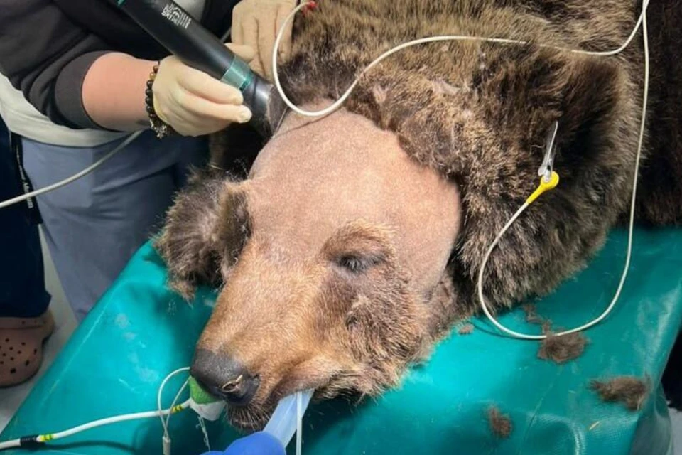 Ради точного доступа врачам даже пришлось аккуратно побрить медведю мордочку. Фото: пресс-служба Ветеринарной клиники Сложного случая