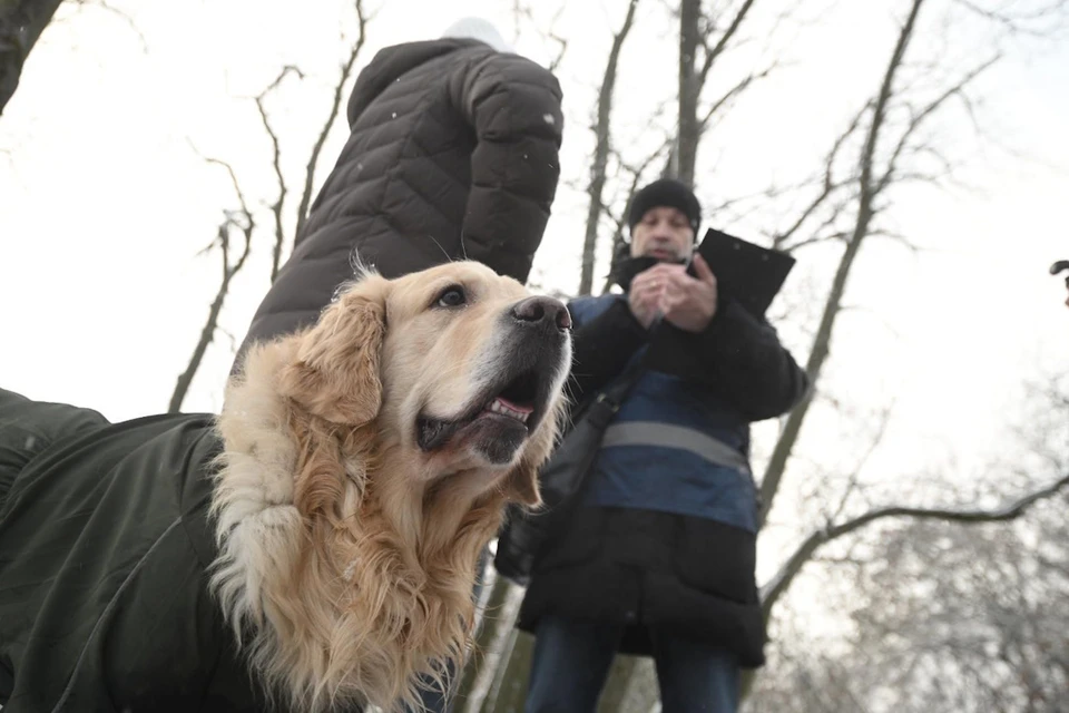 Хвосты не двигать, работает собачий патруль Смольного.