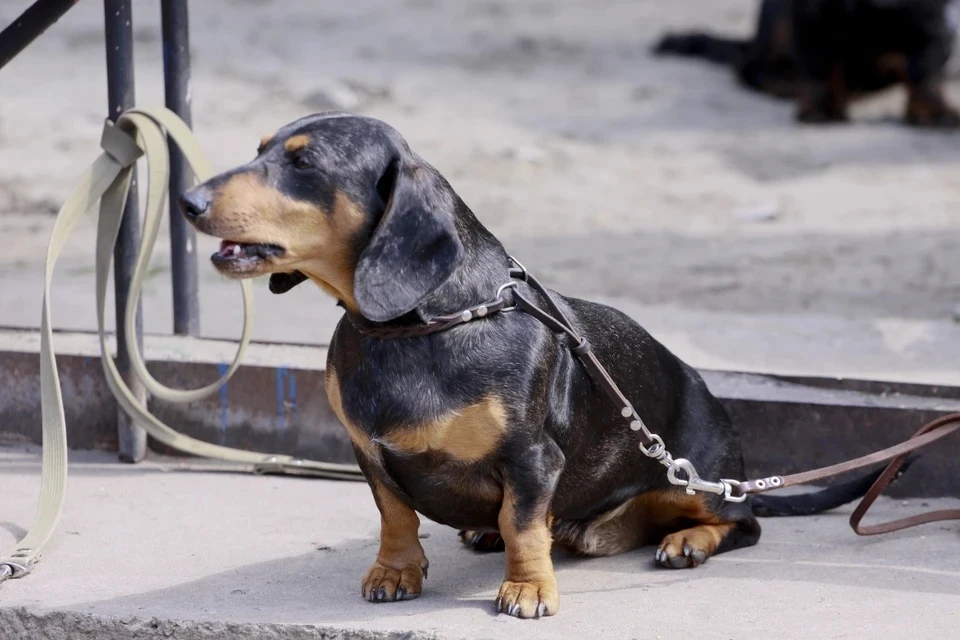 Введен карантин