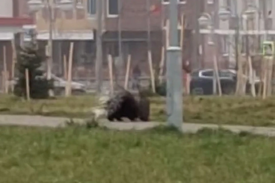 В Барановичах по городу гуляет дикобраз. Фото: стоп-кадр | видео «Наш край».