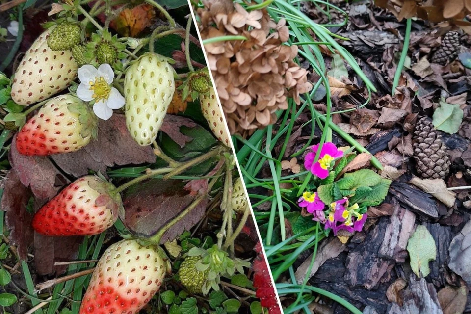 Почти весенняя картина разворачивается в Ставропольском крае. Фото: @netip_stav