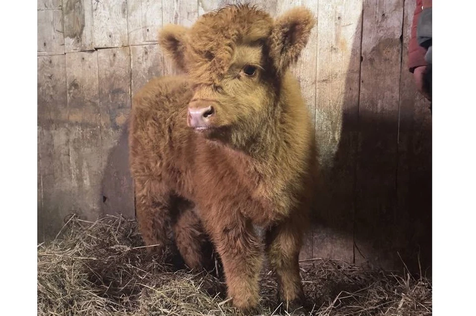 «Милый клиент» прибыл на процедуры. Фото: ГБУ РО «Рязанская райветстанция».