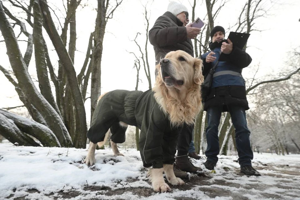 И 100 лет назад собаки не могли гулять сами по себе.