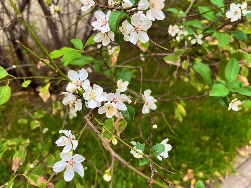 В Севастополе в ноябре зацвели вишни, сливы, сирень.