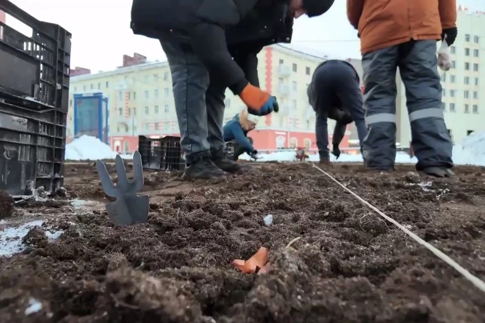 Глава Мурманска Иван Лебедев сообщил, что в 2026 году город снова украсят тюльпанами. Впервые их высадили в 2025 году. Фото: Кадр из видео / Администрация города Мурманска