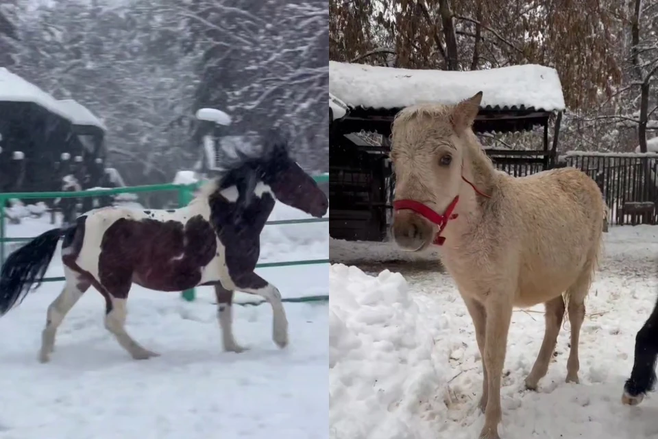 Гнедо-пегий мерин из Брянска и три пони из разных регионов будут работать с детьми. Фото: стоп-кадр из ролика пресс-службы Новосибирского зоопарка имени Р. А. Шило