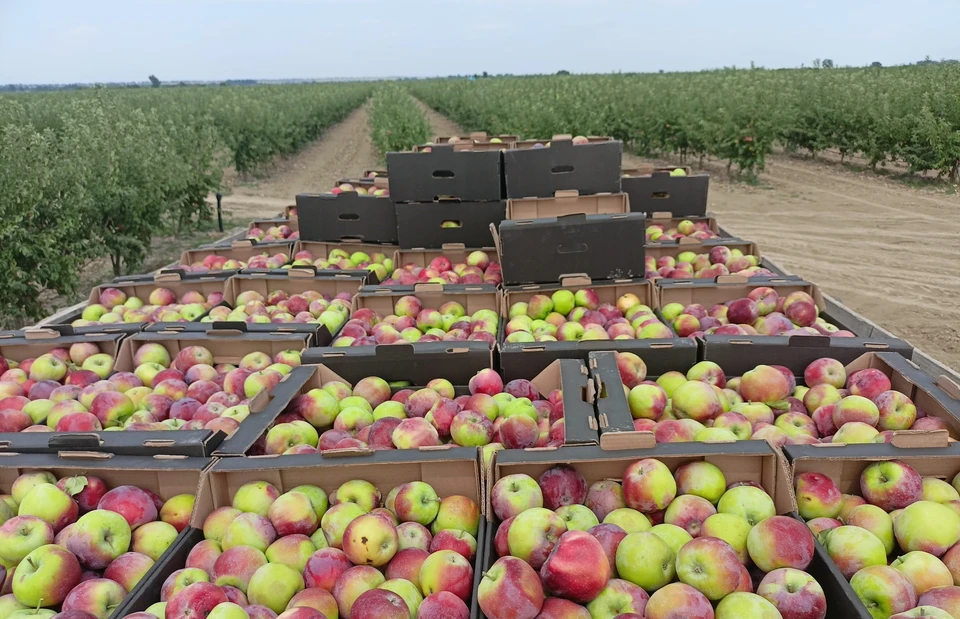 На Ставрополье заложили на хранение более 42 тысяч тонн яблок. Фото: минсельхоз СК