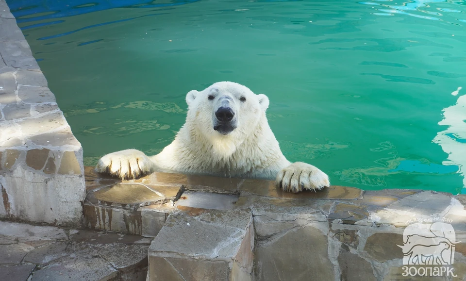 Белой медведице Комете исполнилось 13 лет. Фото: Предоставлено Ростовским зоопарком.