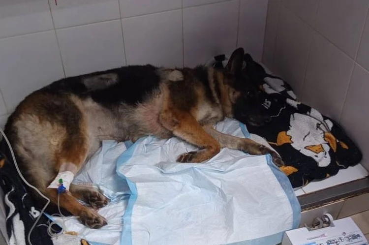 Альба умирает: в Волгограде ищут живодера, напавшего с ножом на беззащитную овчарку