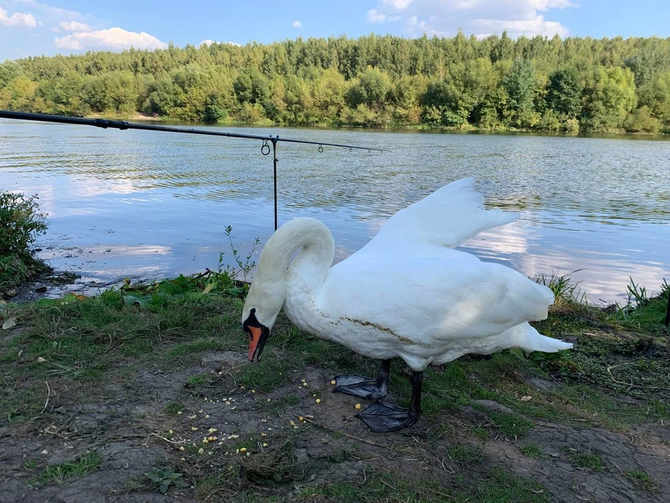 До гибели птица в течение нескольких недель жила недалеко от жилых домов.
