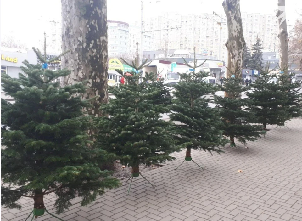 В период с 8 по 31 декабря в нескольких районах столицы будет организована продажа рождественских ёлок. Фото: КП