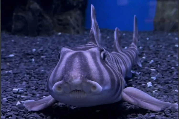 Отрастил несколько рядов зубов и умиляет окружающих: 4-летие отмечает первый в России детеныш зебровидной бычьей акулы, рожденный в неволе в Приморье