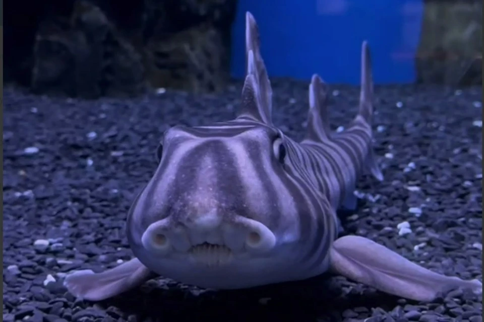 За прошедший год Майкл заметно подрос Фото: Приморский океанариум/@primocean_aquarium