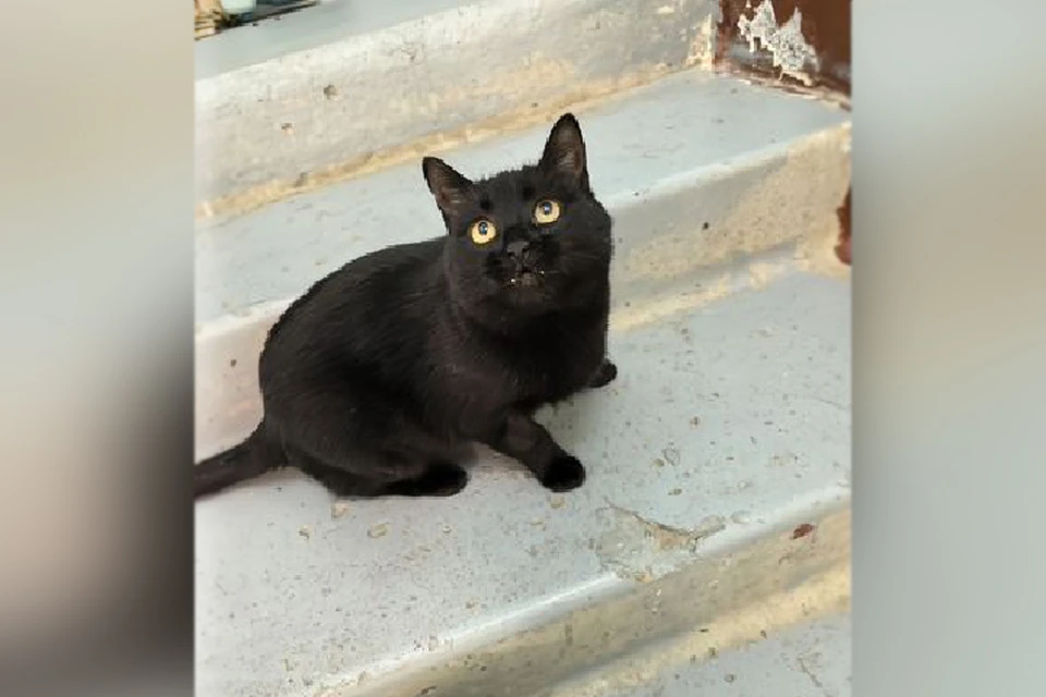 В Нижнем Новгороде ищут дом для брошенной в лесу героической мамы-кошки.