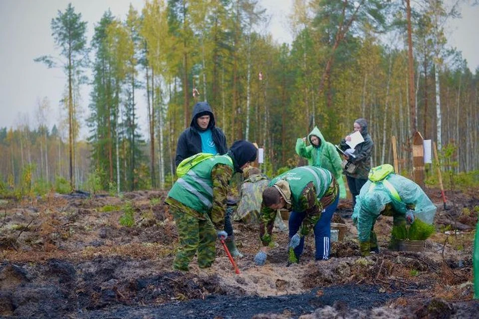 Лес в ДНР активно высаживают. Фото: Рослесхоз