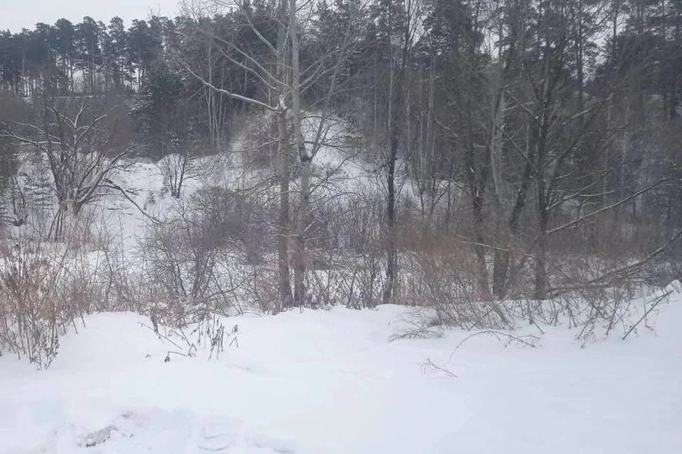 Логово преступника нашли в лесу