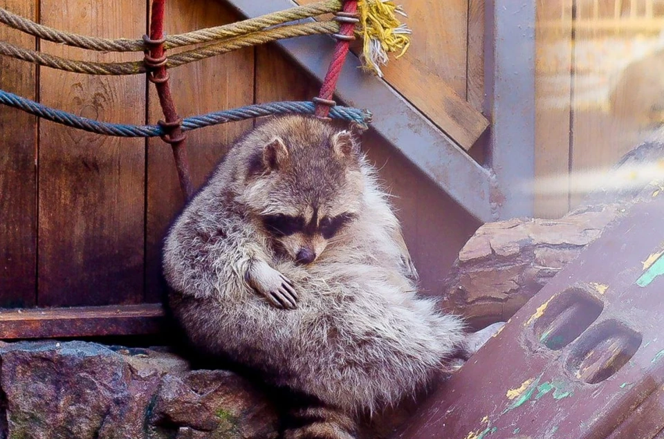 Животным и птицам увеличивают рацион питания. Фото: МБУК «Парки столицы»