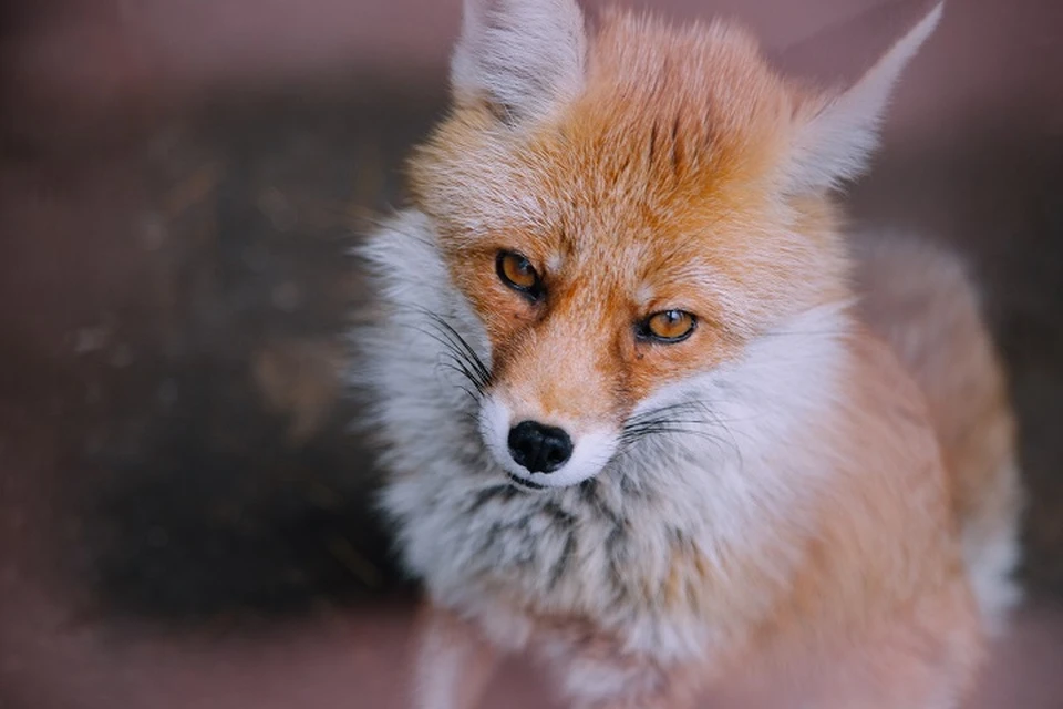 Рыжих красавиц можно встретить неподалеку от парков, санаториев и даже на живописных дорожках у озера