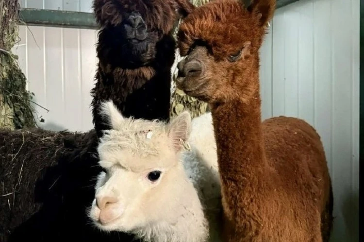 Милахи-альпаки: зоосад «Приамурский» приютил у себя трех необычных питомцев