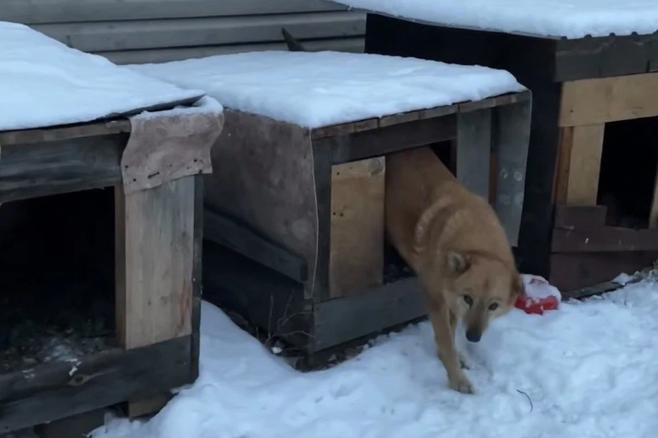 В Иркутске отловленных собак проверяют на агрессию.