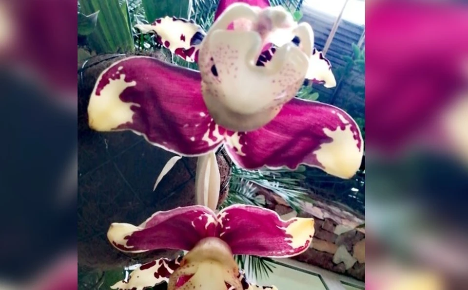 Фото: пресс-служба Ботанического сада