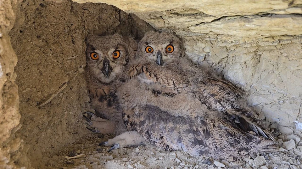 Особое внимание уделяется урочищу «Мулин Дол», где биологи наблюдают за выводком птенцов филина. Фото: Минприроды Самарской области.