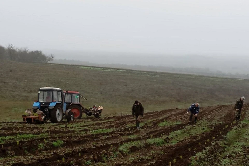 50 гектаров нового леса появится в Приазовском лесхозе. Фото: АГО Мариуполь