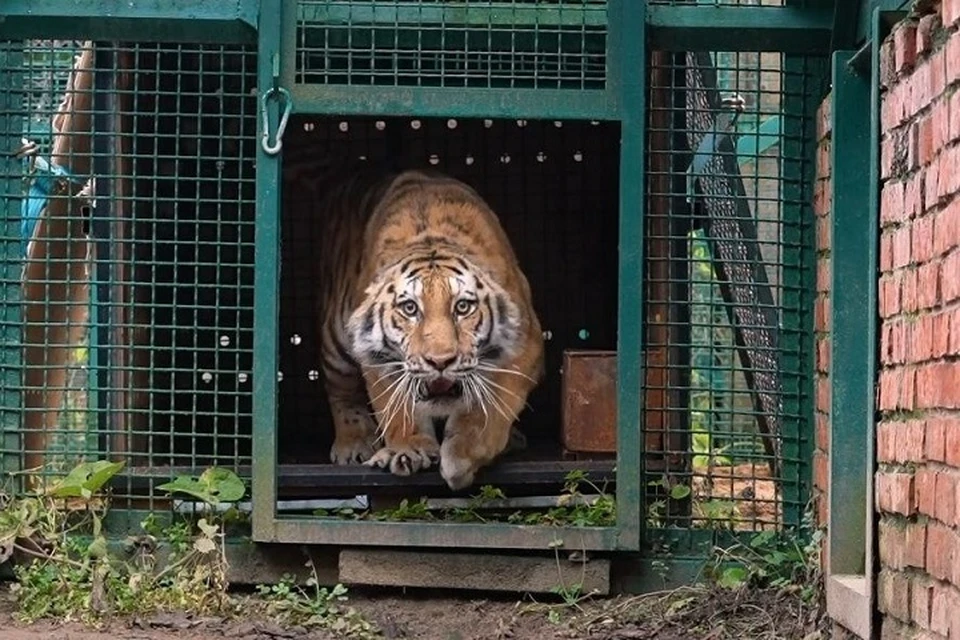 Две тигрицы обрели новый дом в Москве. Фото: скриншот видео Московского зоопарка