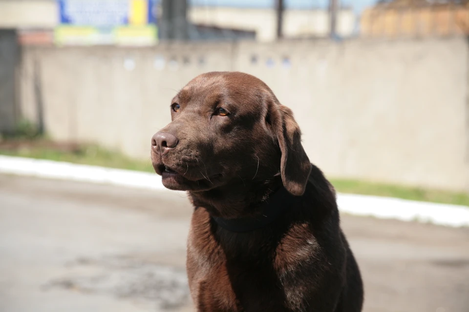 Собака повалила ребенка на землю и укусила за лицо