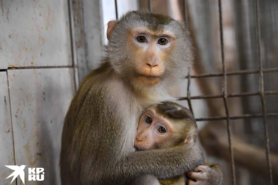 В «Биокластере» на ВДНХ открывается выставка «Осторожно, обезьянки!»