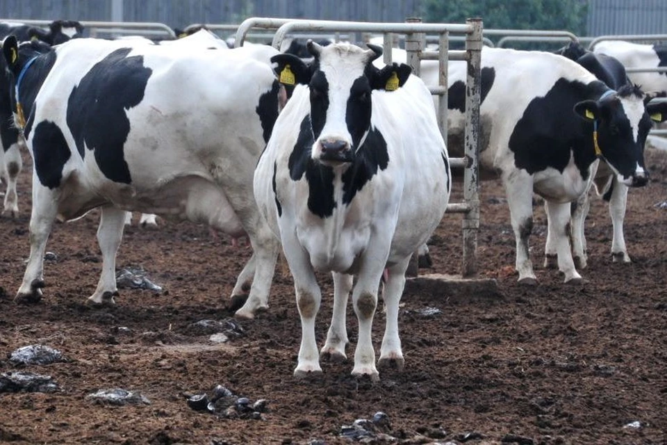 На ферме выявили нарушения ветеринарных правил