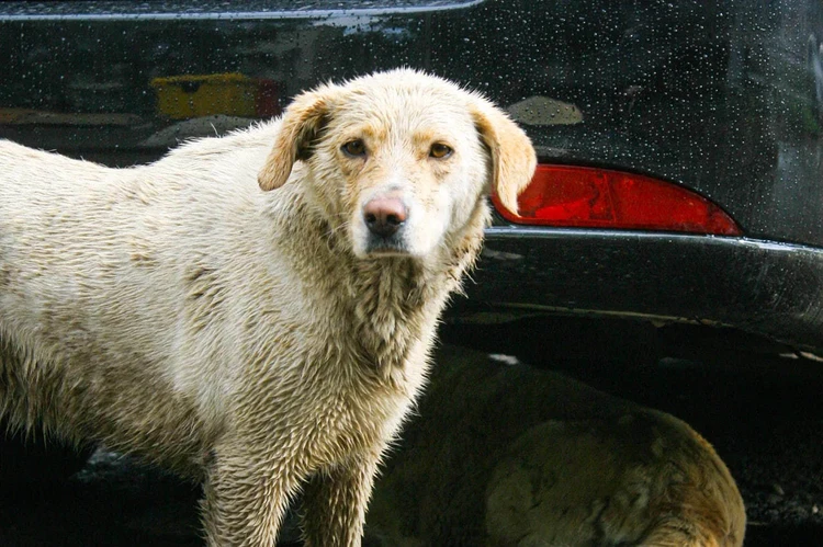 Собачий беспредел на контроле СК РФ: в Оренбурге бродячие псы напали на мать с детьми во дворе