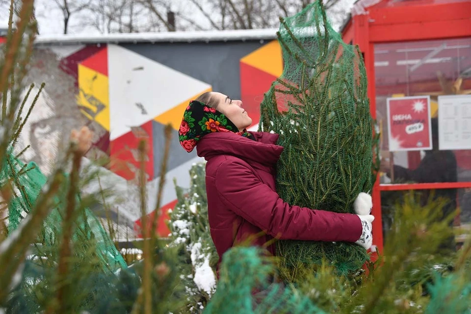 Дерево должно иметь свежий хвойный аромат.
