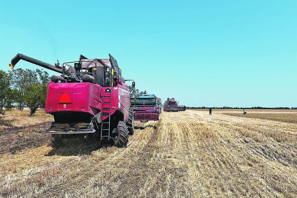 В области завершили посевную озимых. Правительство региона