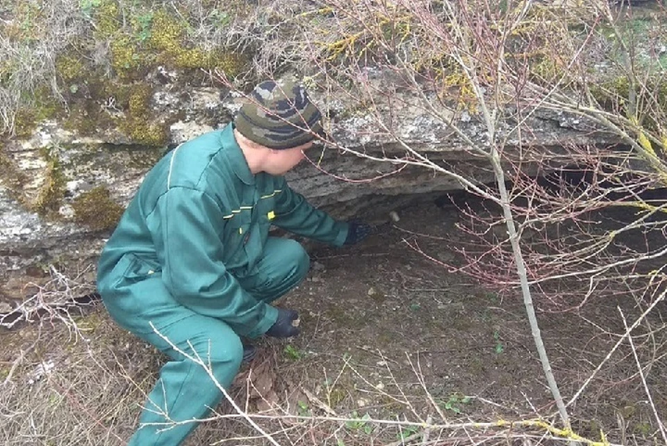 От бешенства применяется антирабическая вакцина в виде брикета-приманки. Фото: Минприроды Ставрополья.