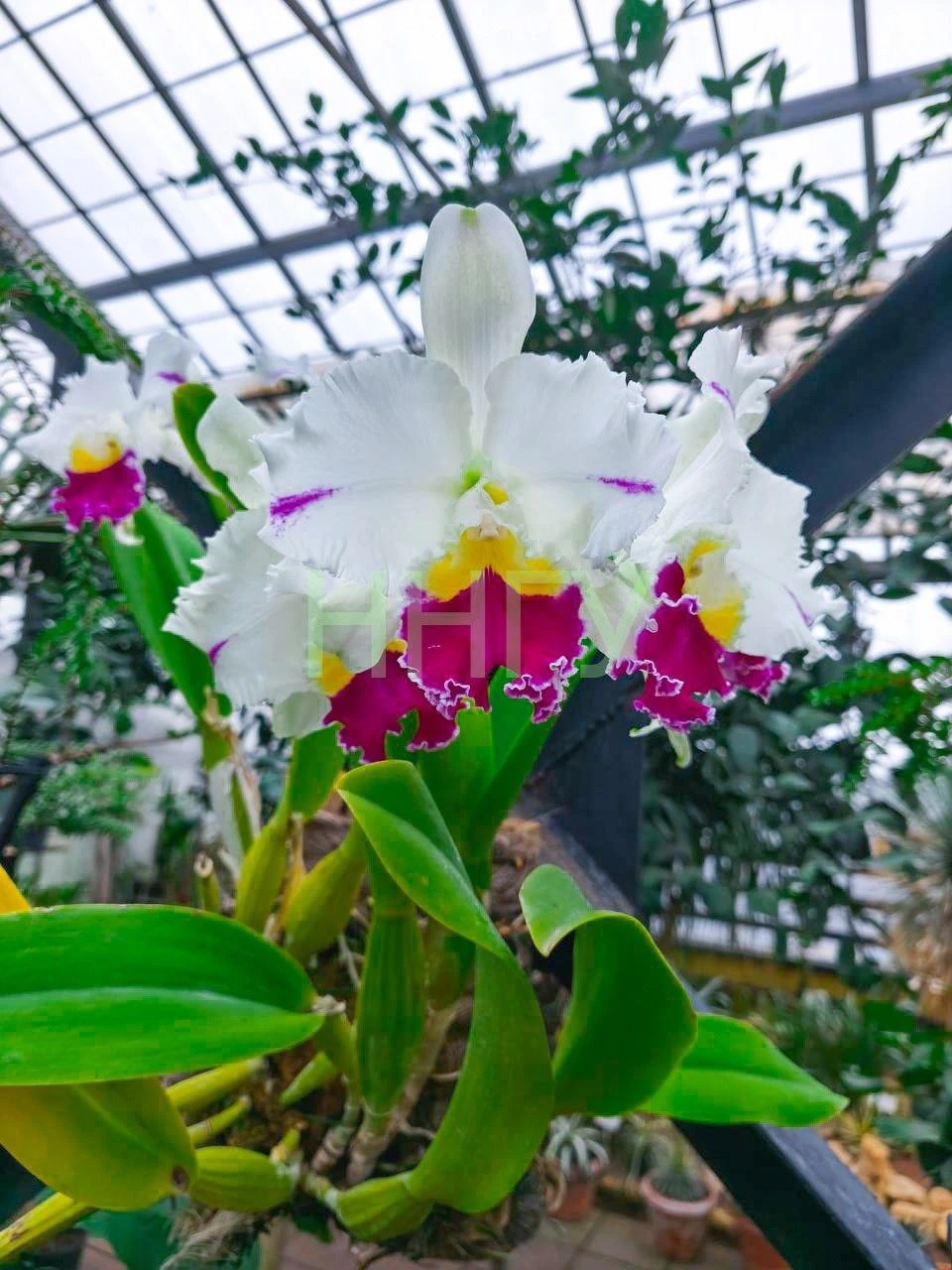 В ботаническом саду ННГУ расцвели экзотические тропические орхидеи. Фото: ННГУ имени Лобачевского