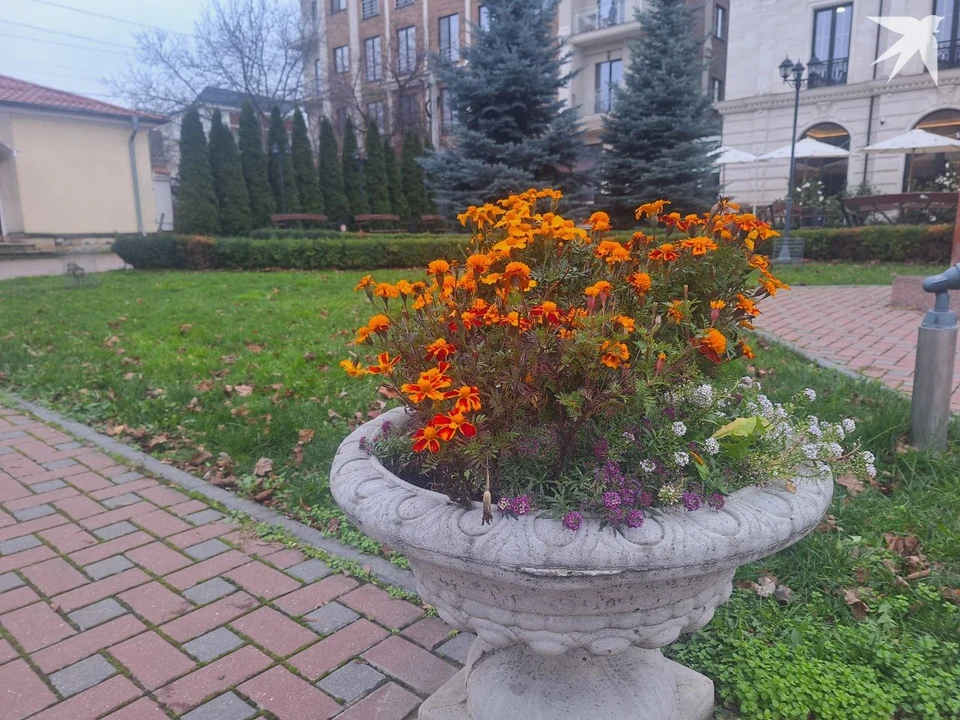 Травка зеленеет. Фото: КП