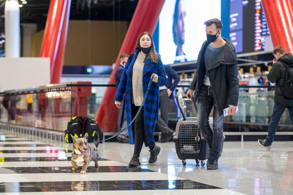 Из Приморья за год вместе с хозяевами за границу улетели 338 домашних питомцев