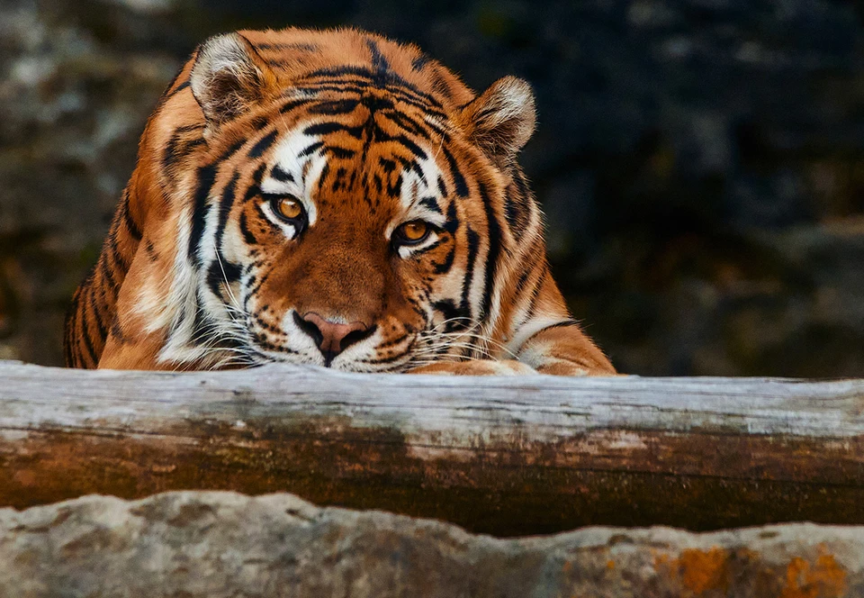 Фото: Мосфото