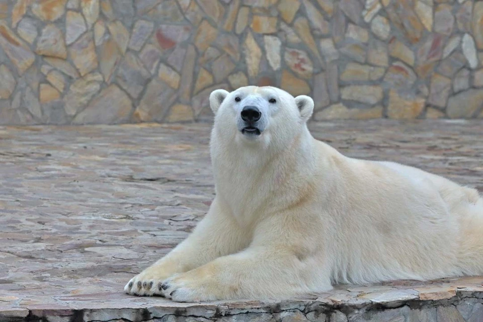 Хаарчаана будет рада каждому! Фото: Ленинградский зоопарк