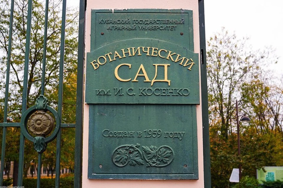 Ботанический сад закрыли из-за налипания мокрого снега Фото: МЦУ Краснодара