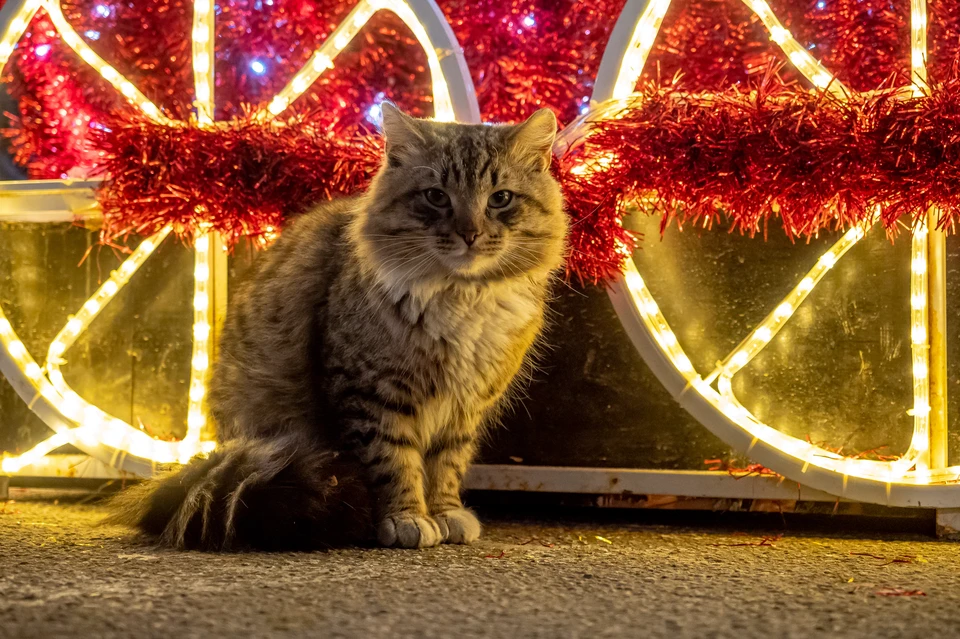 Цель конкурса состоит в том, чтобы поддержать творческую инициативу, укрепить добрососедские отношения и создать праздничную атмосферу.