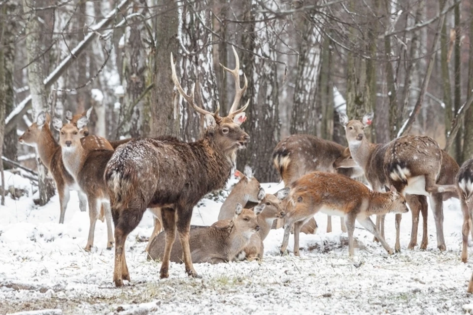Вводится ответственность за незаконную добычу копытных животных и медведей, охоту в неположенном месте.