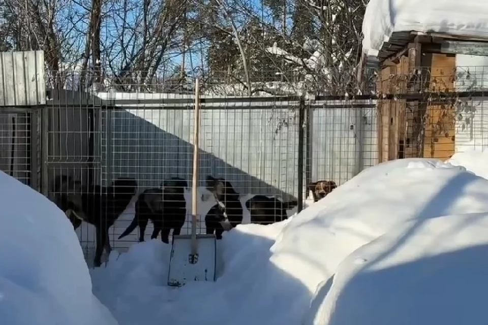 Животные содержались в вольере, но смогли выбраться из него. Фото: скриншот с видео канала t.me/PressReg